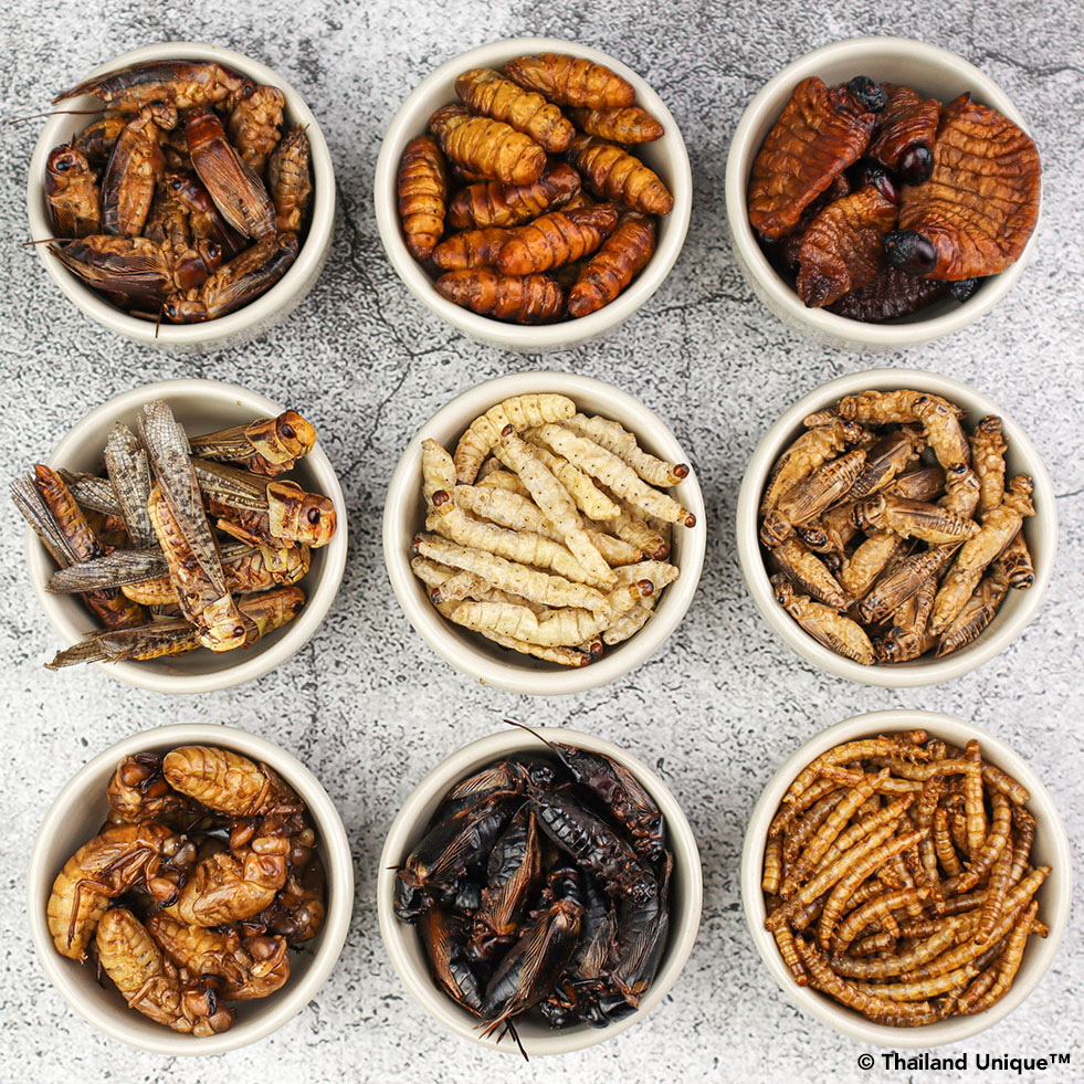 Edible Insect Gift Box Inside the edible Insect Gift Box